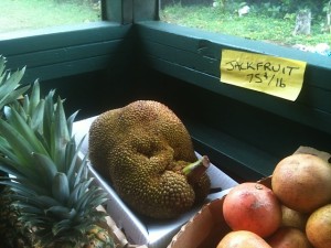 Kauai Jack Fruit