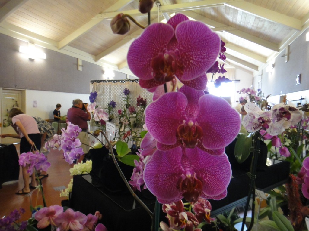 Orchid Fantasy Fair