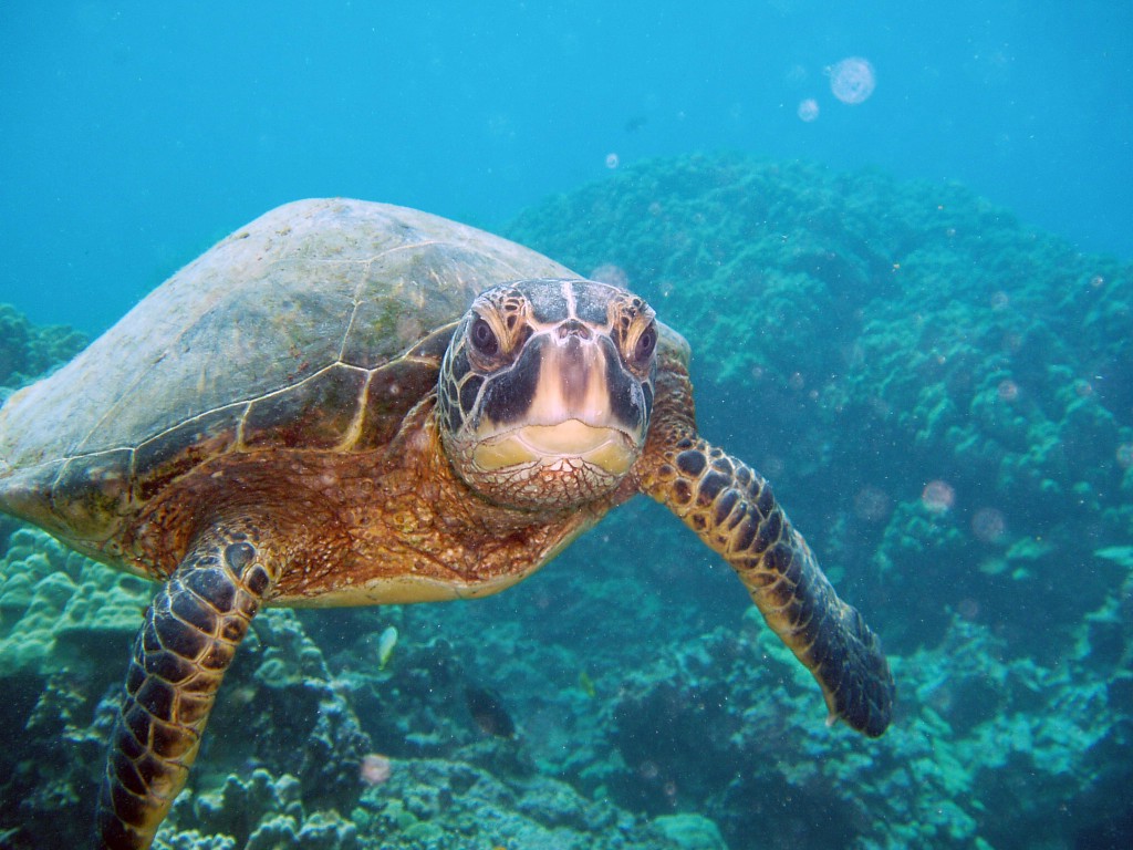 Green Sea Turtle