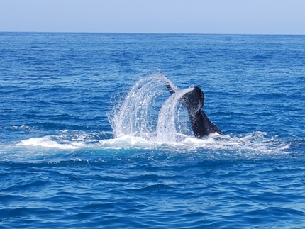 whale-watching-kauai