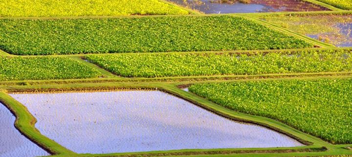 Haanlei Taro Fields