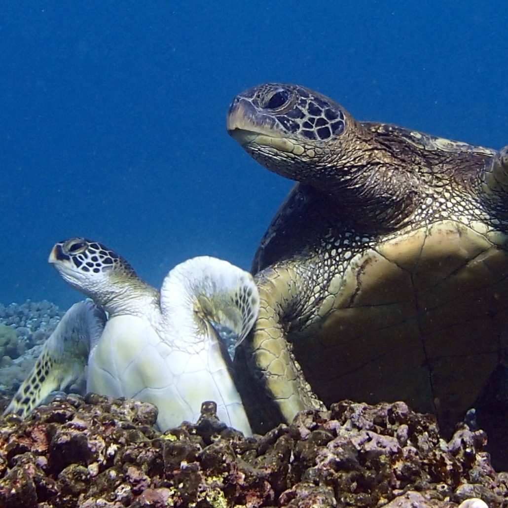 Kauai Snorkeling Tours | Kauai.com