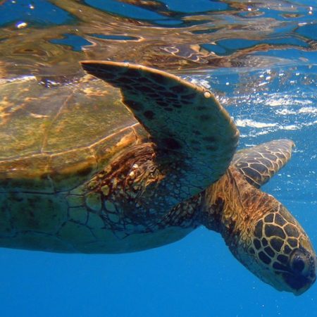 Best Summer Snorkeling At Kauai's Tunnels Beach | Kauai.com