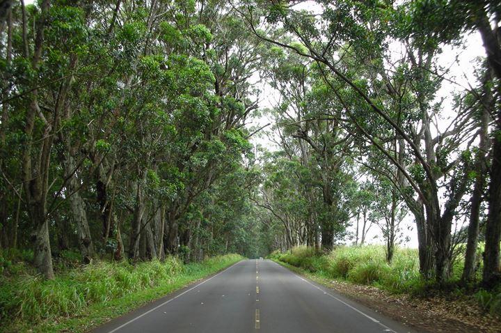 Tree Tunnel | Kauai.com