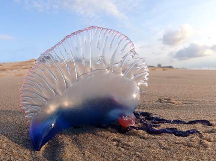 Portuguese man o' war | Kauai.com