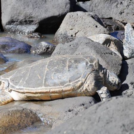 Viewing Green Sea Turtles on Kauai’s South Shore | Kauai.com